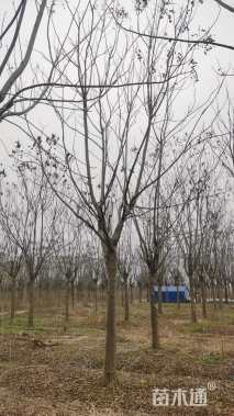 20公分黄山栾树