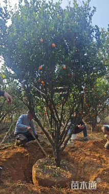 高度300厘米南丰蜜桔