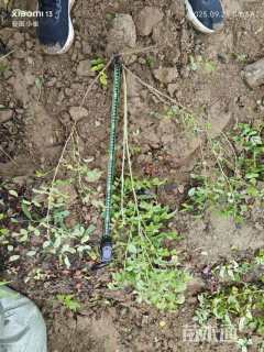 高度60厘米四季玫瑰