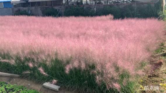 高度30厘米粉黛乱子草