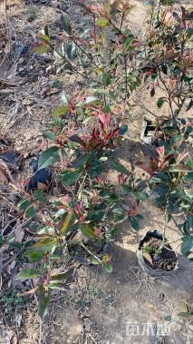 1.5公分红叶石楠