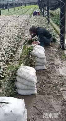 50厘米花叶络石