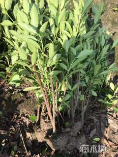 高度40厘米金丝桃