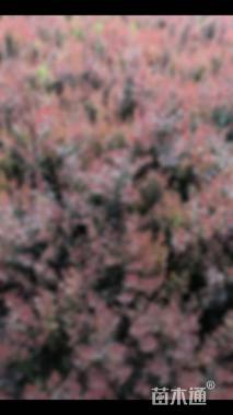 高度60厘米紫叶小檗