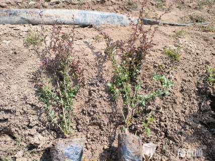 高度30厘米红叶小檗