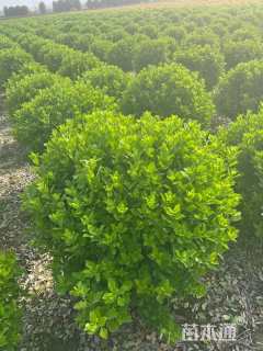 冠幅100厘米大叶黄杨球