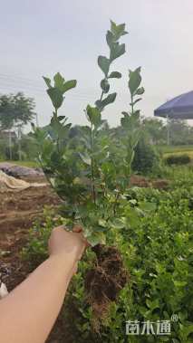 高度40厘米卫矛