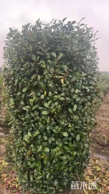 高度120厘米红叶石楠柱