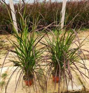 高度30厘米紫叶狼尾草