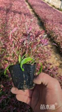 高度14厘米千鸟花