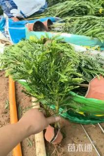 高度20厘米黄金菊
