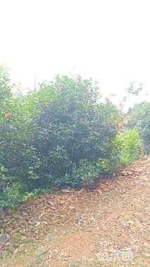 20公分红叶石楠