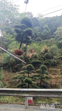 原生苗造型罗汉松