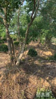 50公分(3杆)丛生乌桕