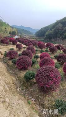 冠幅80厘米红花继木球