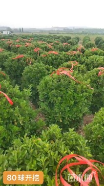 冠幅80厘米大叶黄杨球