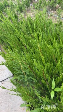 高度40厘米龙柏小苗