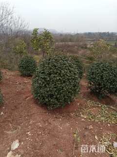 冠幅180厘米红叶石楠球