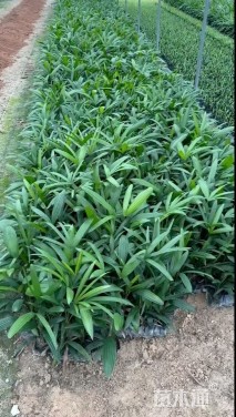 裸干高50厘米棕竹
