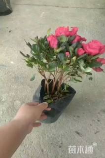 高度20厘米西洋杜鹃