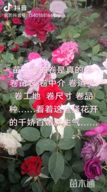 高度35厘米月季