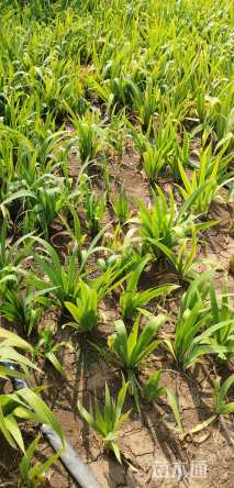 高度20厘米鸢尾