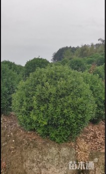 冠幅150厘米大叶黄杨球