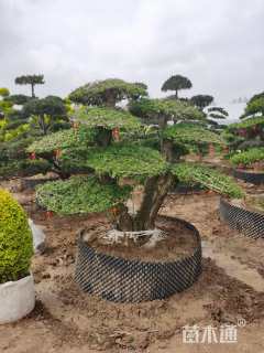 30公分对节白蜡