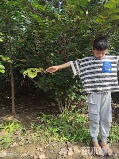 高度250厘米丛生紫荆