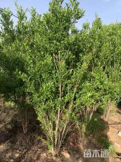 高度200厘米丛生花石榴