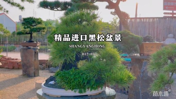 高度40厘米黑松