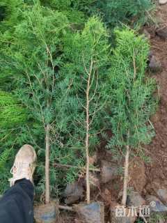 高度50厘米侧柏