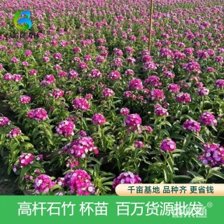 高度30厘米高杆石竹