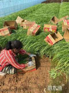 高度45厘米羽绒狼尾草