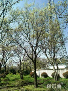25公分朴树