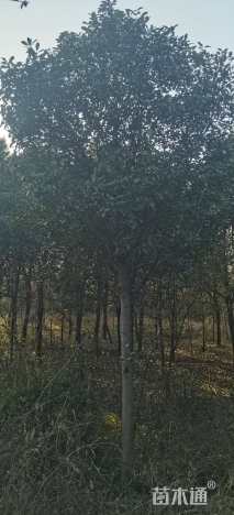 10公分高杆红叶石楠