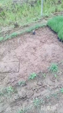 高度15厘米粉黛乱子草