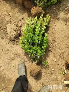 冠幅40厘米卫矛球