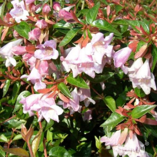 高度80厘米大花六道木苗