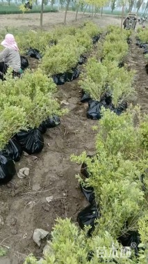 高度70厘米金叶莸