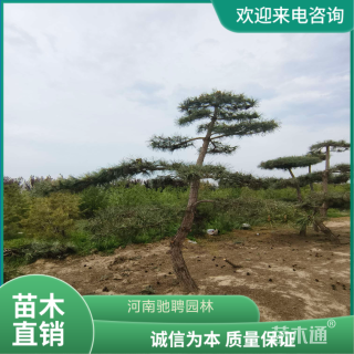 15公分造型黑松