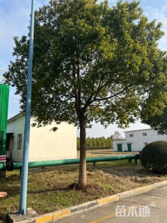 18公分香樟