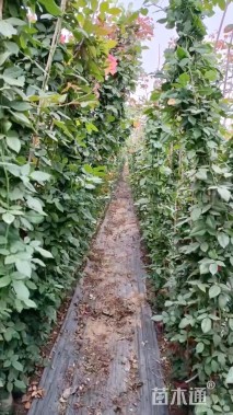 150厘米藤本月季