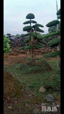 30公分造型小叶女贞