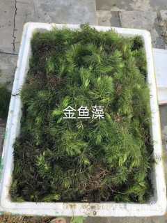 高度1厘米金鱼藻