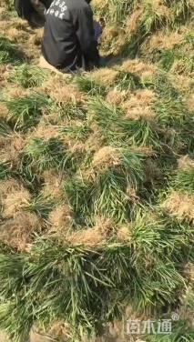 高度15厘米麦冬