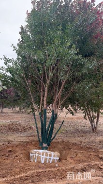 高度600厘米丛生三角枫