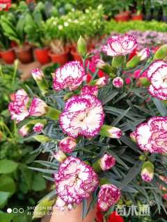 高度30厘米康乃馨