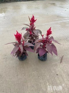 高度25厘米鸡冠花