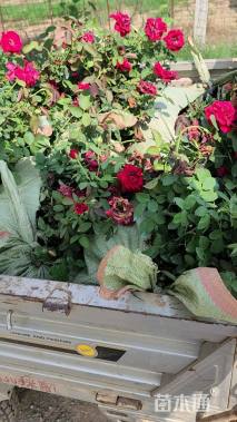 高度30厘米月季